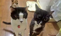 吃瓜爆料黑料喵小吉,揭秘娱乐圈黑料风云